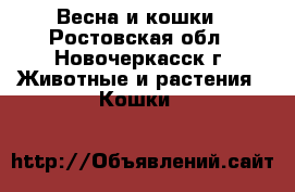 Весна и кошки - Ростовская обл., Новочеркасск г. Животные и растения » Кошки   